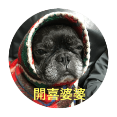 [LINEスタンプ] French Bulldog vai 2