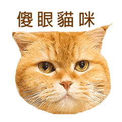 [LINEスタンプ] cat's a day