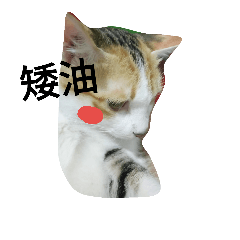 [LINEスタンプ] cat's inner voice