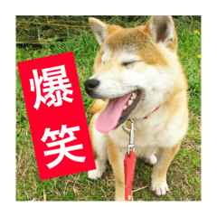 [LINEスタンプ] 柴犬のレン