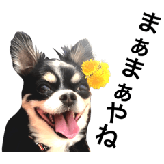 [LINEスタンプ] 大阪弁の空太  2（Chihuahua）