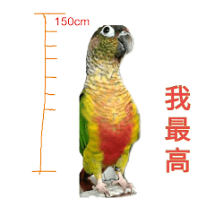 [LINEスタンプ] Seven parrots-DoDo