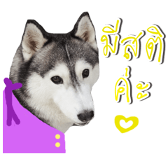 [LINEスタンプ] Siberian Husky No 11