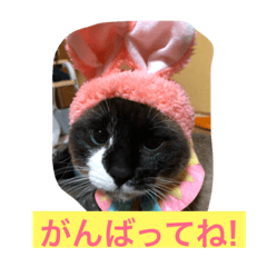 [LINEスタンプ] らてまるにゃんこ  3