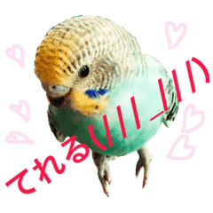 [LINEスタンプ] セキセイインコ ロロファミリーのつぶやき