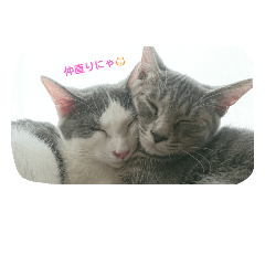 [LINEスタンプ] 地上に猫なし