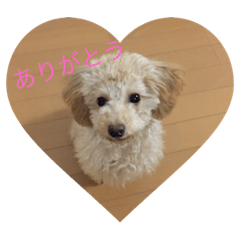 [LINEスタンプ] 可愛いcocoa