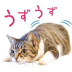 [LINEスタンプ] ねこ女将スタンプ