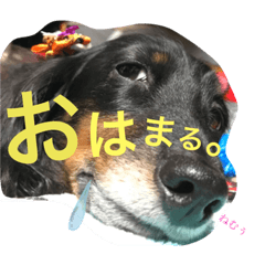 [LINEスタンプ] poohchan.