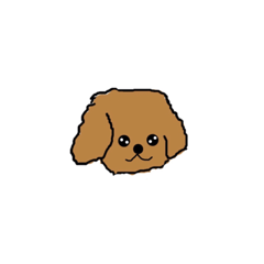[LINEスタンプ] Lovely toypoodle dog face sticker.