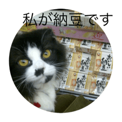 [LINEスタンプ] 納豆スタンプ