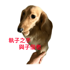 [LINEスタンプ] dachshund  dooooog