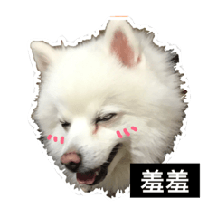 [LINEスタンプ] KUMA_FACE