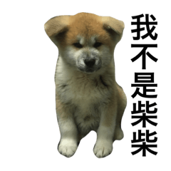 [LINEスタンプ] I am Akita, not Shiba