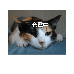 [LINEスタンプ] my cats stamp in kumamoto