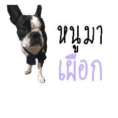 [LINEスタンプ] BostonTerrier CAKE DY DA