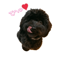 [LINEスタンプ] ミックス犬ぽぽのスタンプ