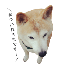 [LINEスタンプ] 柴犬とまたん。おためしバージョン。