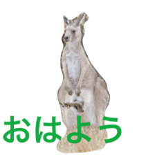 [LINEスタンプ] 動物縁