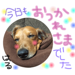 [LINEスタンプ] はるの日常スタンプ