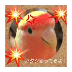 [LINEスタンプ] コザクラインコ  シェリー