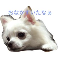 [LINEスタンプ] チワワのエイトくん