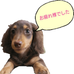 [LINEスタンプ] ダックス＆ワンちゃん好き実写日常スタンプ3