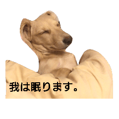 [LINEスタンプ] doggy's reaction