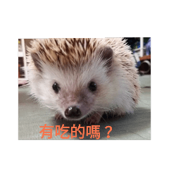 [LINEスタンプ] hedgehog seaurchin