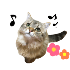 [LINEスタンプ] こはるびより②(子猫のスタンプ)