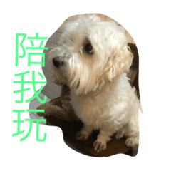 [LINEスタンプ] white dog and dog