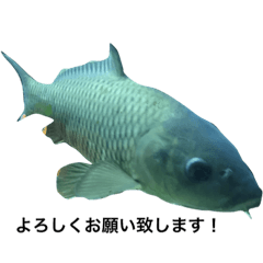 [LINEスタンプ] 魚の仲間1