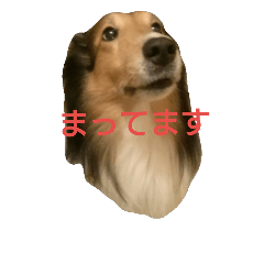 [LINEスタンプ] しゅうとだだ