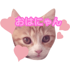 [LINEスタンプ] ぽんちゃんスタンプだよ