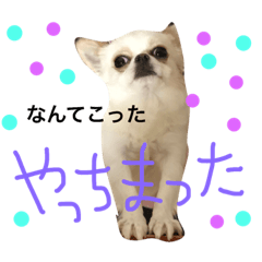 [LINEスタンプ] チワワンの気持ち