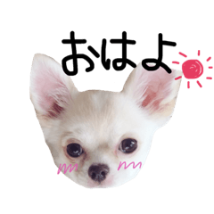 [LINEスタンプ] りんごとみかんの仲良しスタンプ