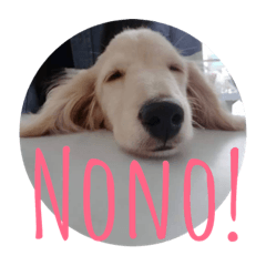 [LINEスタンプ] NoNo dachshund