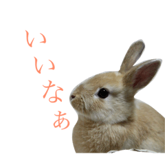 [LINEスタンプ] うさぎのキモチ【癒】2