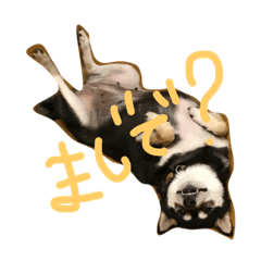 [LINEスタンプ] 柴犬のシーキム