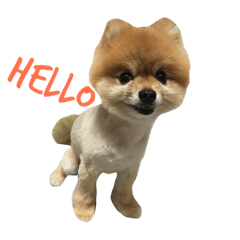 [LINEスタンプ] Pomeranian le zaizai