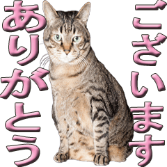 [LINEスタンプ] Lovely cat Goemon 4th