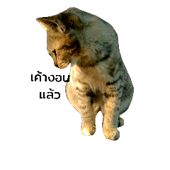 [LINEスタンプ] catry