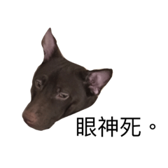 [LINEスタンプ] doggy spirit