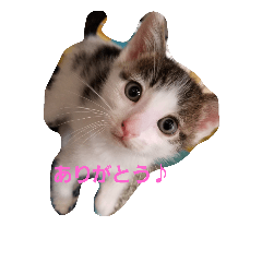 [LINEスタンプ] 会話で癒し