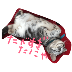 [LINEスタンプ] にこちゃんの日常スタンプ。