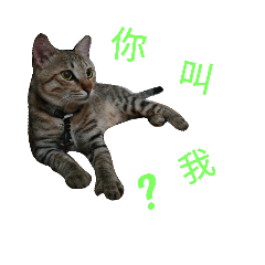 [LINEスタンプ] Daily life with cat.