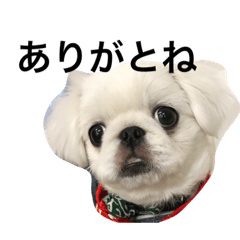 [LINEスタンプ] ペキニーズの大福1