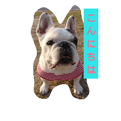 [LINEスタンプ] FRENCH BULLDOG momoe