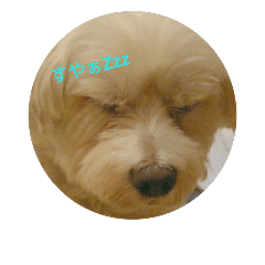 [LINEスタンプ] My cute dog stamp