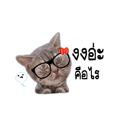 [LINEスタンプ] Woon-Sen catty Lover